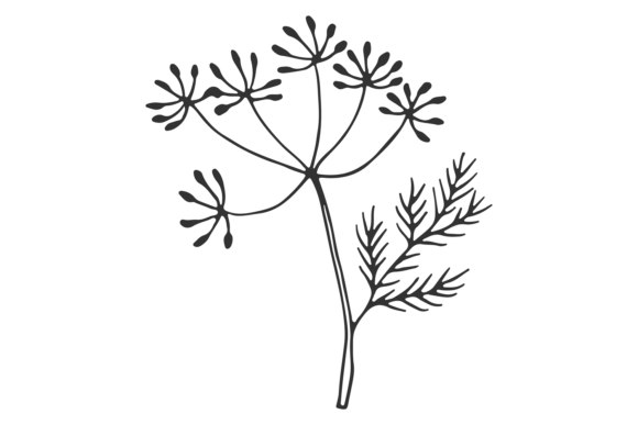 Download Dill Sketch. Food Cooking Ingredient. He - Cook Collection